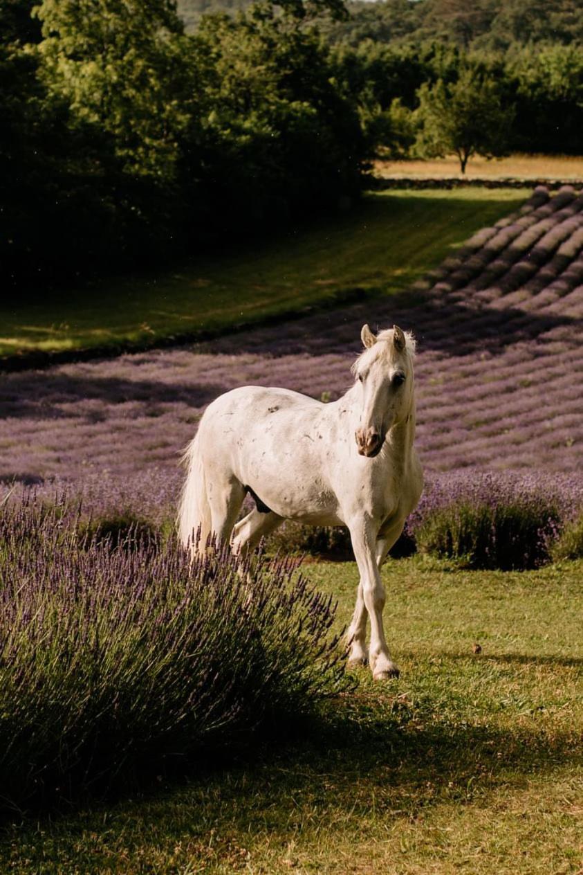 Tmbin'S Barn - Nature, Horses, Family Sežana Exterior foto